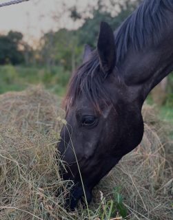 Did you know? Horses with metabolic challenges and insulin resistance thrive when their forage is carefully balanced. Our low carb hay is grown with these sensitive horses in mind and tested for peace of mind. We believe every horse deserves to shine, no matter their needs. 

Here’s to happy pastures, healthy hooves, and peaceful autumn afternoons in the County. 💚🌾 

Curious about our forage? Send us a DM: we’re always happy to chat horse care! 

#foxfieldfarm #lowcarbforage #equinewellness #PEC