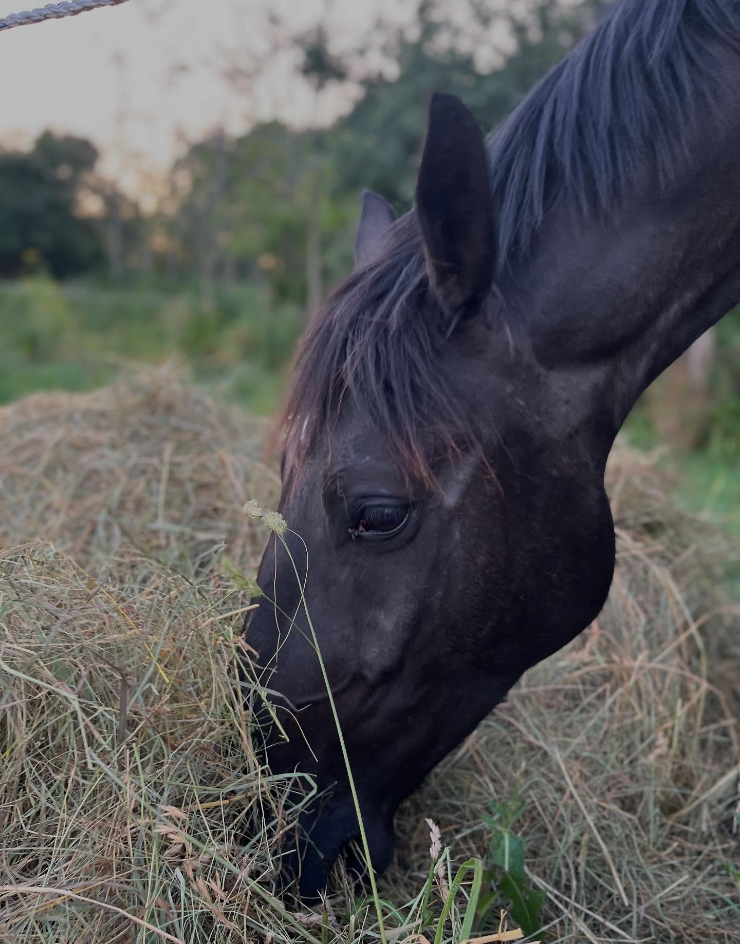 Did you know? Horses with metabolic challenges and insulin resistance thrive when their forage is carefully balanced. Our low carb hay is grown with these sensitive horses in mind and tested for peace of mind. We believe every horse deserves to shine, no matter their needs. 

Here’s to happy pastures, healthy hooves, and peaceful autumn afternoons in the County. 💚🌾 

Curious about our forage? Send us a DM: we’re always happy to chat horse care! 

#foxfieldfarm #lowcarbforage #equinewellness #PEC
