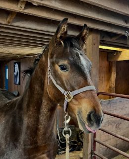 Mud season is in full swing. It’s that time of year when the ground is soft, my boots are heavy, and every horse seems to roll a bit more often🤎🌧️

Right in the middle of all this squish, our colt Oren is hitting a big milestone, it’s weaning time. He’s growing braver by the day, learning the ropes without leaning quite so much on mom, and discovering that the world is a pretty good place even when things change.

November can be a drag but today I’m loving my heated vest, muddy noses, and a colt who’s growing up beautifully. 🐴💛

#WeaningSeason #MudSeason #FarmLife #ColtJourney #FoxFieldFarm #PECfarmLife