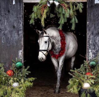 🎄 Merry Christmas from Fox Field Farm 🎄

Wishing you a peaceful holiday filled with warmth, gratitude, and a little barn magic. Thank you for being part of our farm community 💓 we’re so grateful for you.

From our humans and critters to yours 🤍🐴🐐