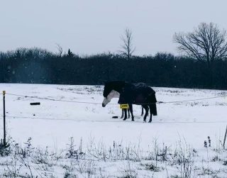 Doug and Ritchie showing that on a snowy day, a rubber feed pan can be top tier entertainment ❄️🐴🐱