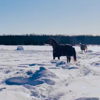 Proof that snow is just nature’s playground ❄️🤍
Kit and Athena are completely unbothered by the cold. These are the moments that make winter feel a little bit magical.

#SnowRun #WinterMagic #FarmLifeLove #HappyHorses