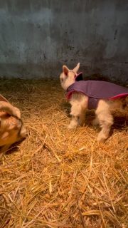 Just a little marshmallow with springs for legs ❄️🤍