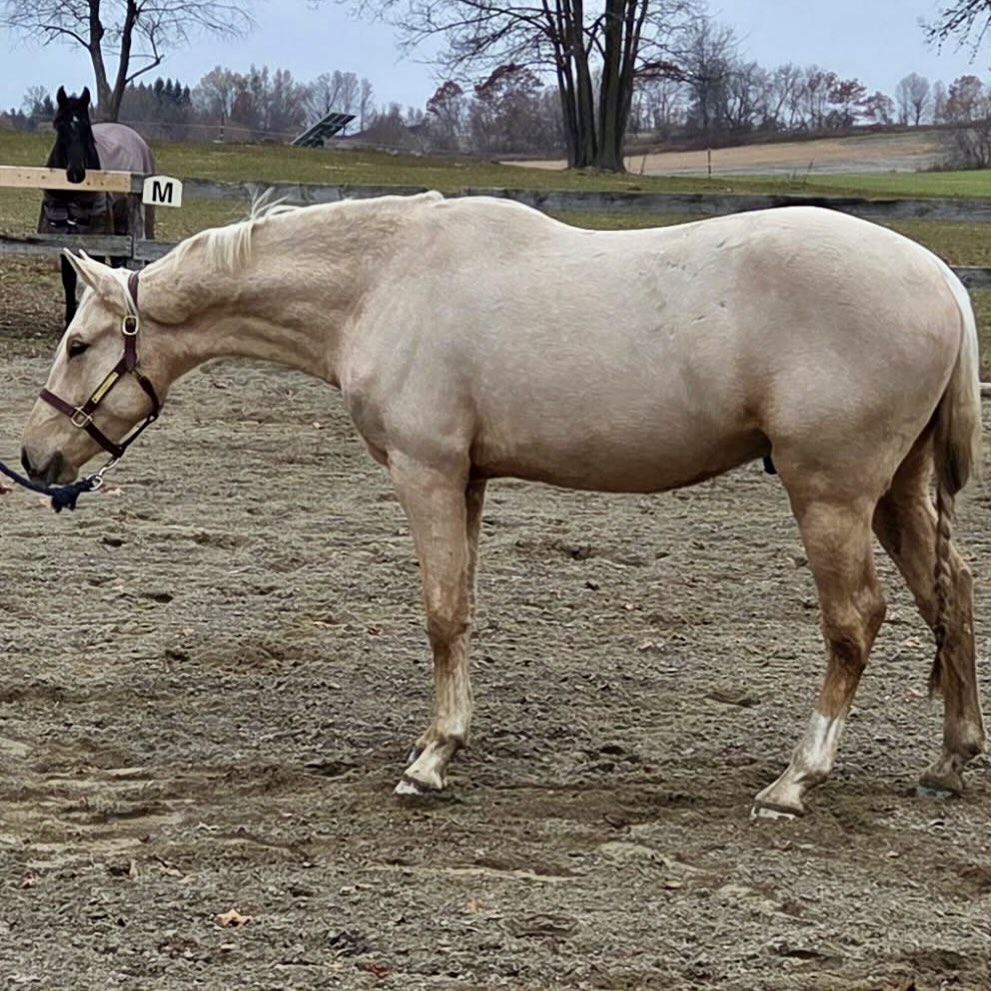 Fox Field Brewed Awakening ✨
📸 @buxtonequestrian 

Roger is standing at the edge of his next big milestone, starting under saddle and we couldn’t be more excited about his future. He’s available for viewing at Buxton Equestrian in Colborne. 

Opportunities like this don’t stay quiet for long. If you’ve been looking for a quality young prospect to bring along your way, now’s the time. 💛

Once those first rides happen… this chapter changes. 😉