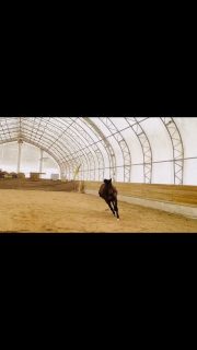 Breeding season is officially here 💫

Our beautiful Quiet Cove is ready for her next chapter. Proven, powerful, and the kind of mare who passes on her mind as much as her movement. She’s everything we love in a broodmare.

If you’ve been thinking about adding quality to your program this year, she is available and ready to make someone very happy. 🌿🐴