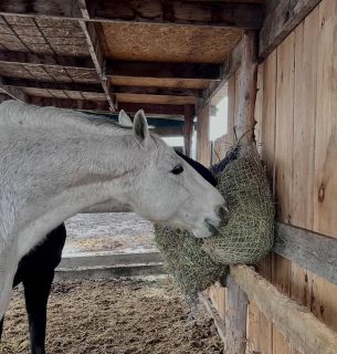 Rainfall warning calls for cozy time. 🌧️

Doug and Ritchie are staying dry and enjoying some hay in their slow-feed nets. Rainy day snacking while the storm rolls through. 🐴🌾