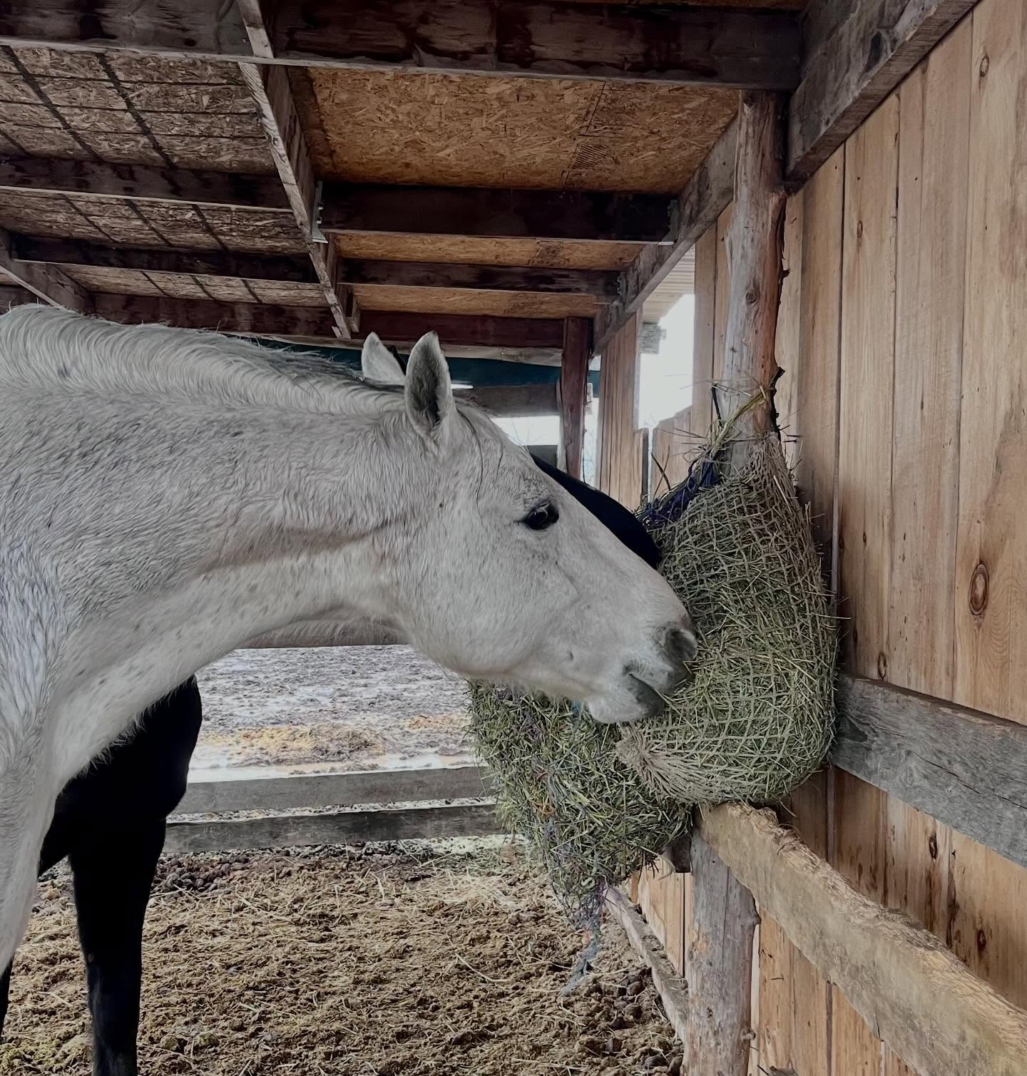 Rainfall warning calls for cozy time. 🌧️

Doug and Ritchie are staying dry and enjoying some hay in their slow-feed nets. Rainy day snacking while the storm rolls through. 🐴🌾