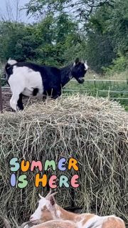 Summer is here and the 2026 hay crop is coming in. Crocus is very excited and so are we! 🌞

#foxfieldfarm #goatlife #princeedwardcounty