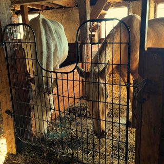 Hay for two, please 😄🐴🐱
Roger doesn’t mind a little company while he snacks, and Doug never misses a good meal. Just another quiet evening in the barn at Fox Field Farm 🌾❤️

#FoxFieldFarm #BarnLife #FarmFriends