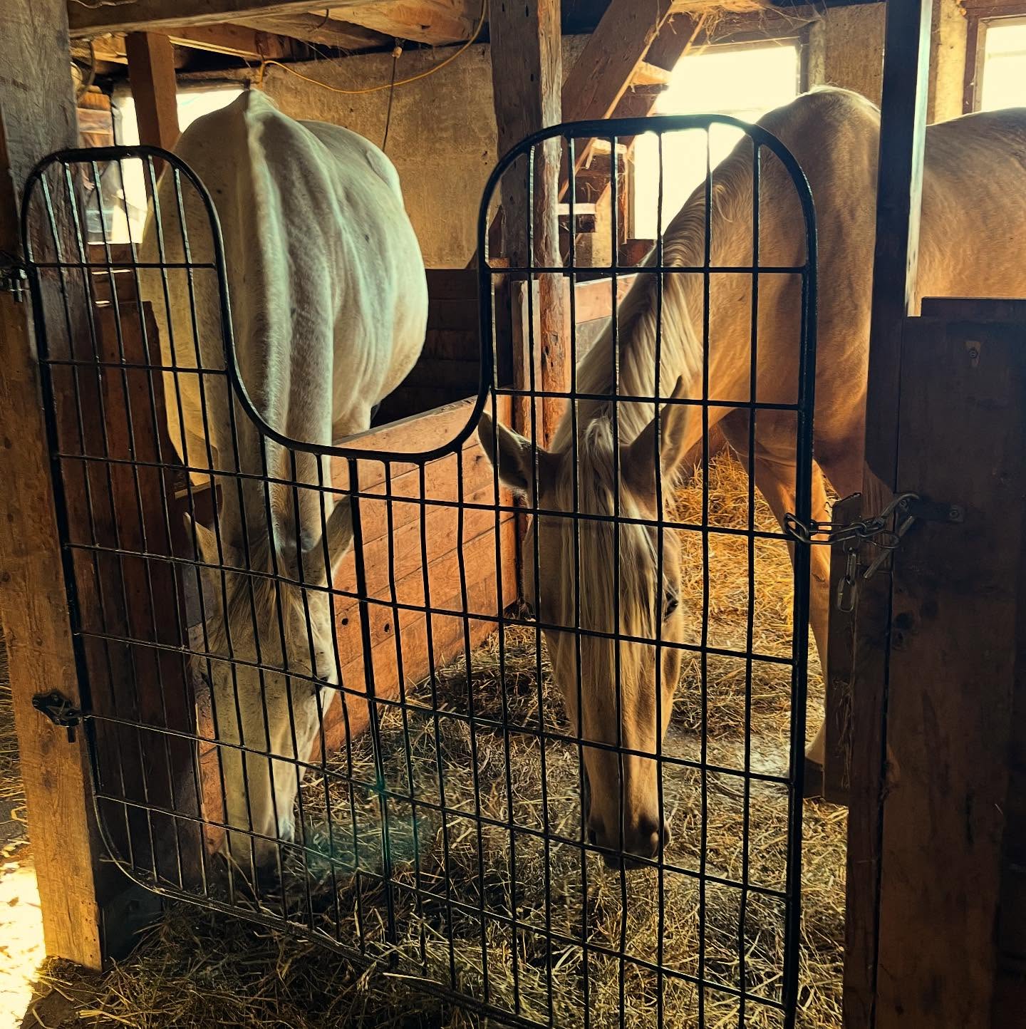 Hay for two, please 😄🐴🐱
Roger doesn’t mind a little company while he snacks, and Doug never misses a good meal. Just another quiet evening in the barn at Fox Field Farm 🌾❤️

#FoxFieldFarm #BarnLife #FarmFriends