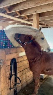 🥰 Doug and Alyx had a visit this morning. I think Ritchie is feeling left out.