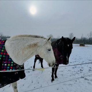 Soft winter light, curious noses, and the sweetest company 💛 ❄️ The sun might be faint, but these two brighten everything.

Simple moments, big heart smiles 🐴✨

#FoxFieldFarm #BarnBesties #WarmWinterFeels #princeedwardcounty