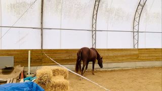 Today’s goal: horse in frame. Legs optional apparently 🤣 but it’s better than before!