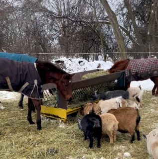 Freya is so gentle with the escape artists 🐐🐐🐐