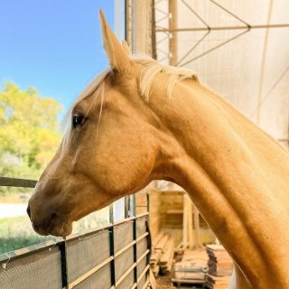 It’s definitely not too late to buy yourself a Christmas present 🎄😉
Forget socks… how about a dressage prospect in a very pretty colour package?🐴

Because you worked hard this year, you deserve something with suspension, sparkle, and a little bit of attitude.
Santa approves. Trainers approve. Your heart will absolutely approve.

DM for details before someone else puts him on their wish list ✨🎁