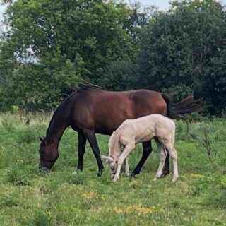 Missing those soft, sun warming your soul kind of spring days 🌱☀️

Throwback to little Roger as a foal with Kit enjoying late spring pasture. Kit is kind, uncomplicated, and an easy keeper — the kind of mare who was born to be a mom. She would be a wonderful first broodmare for someone just starting out and wanting to build a program with a solid foundation.

Spring feels far away right now… but looking at this photo reminds me it always comes back. 🌸

#Throwback #SpringFoals #BroodmareOpportunity #FarmLife #oldenburgmare