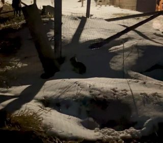 Sweet little 🐰 visitor at night check.