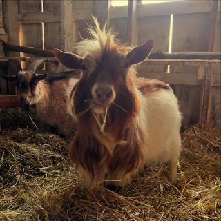 Hermble woke up today and chose volume.

He is absolutely convinced he’s the best looking goat at Fox Field Farm… and honestly, we’re not sure we can argue with him.

Farm life might be chaotic, but at least someone around here has their hair routine figured out. 🐐💁‍♂️