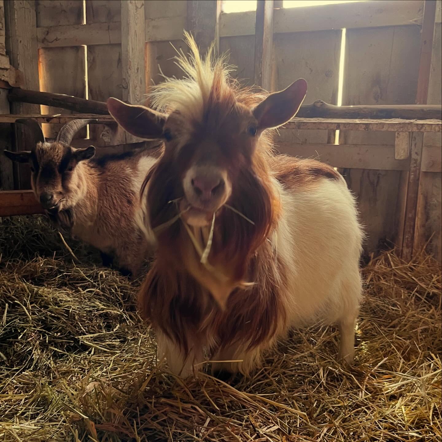 Hermble woke up today and chose volume.

He is absolutely convinced he’s the best looking goat at Fox Field Farm… and honestly, we’re not sure we can argue with him.

Farm life might be chaotic, but at least someone around here has their hair routine figured out. 🐐💁‍♂️