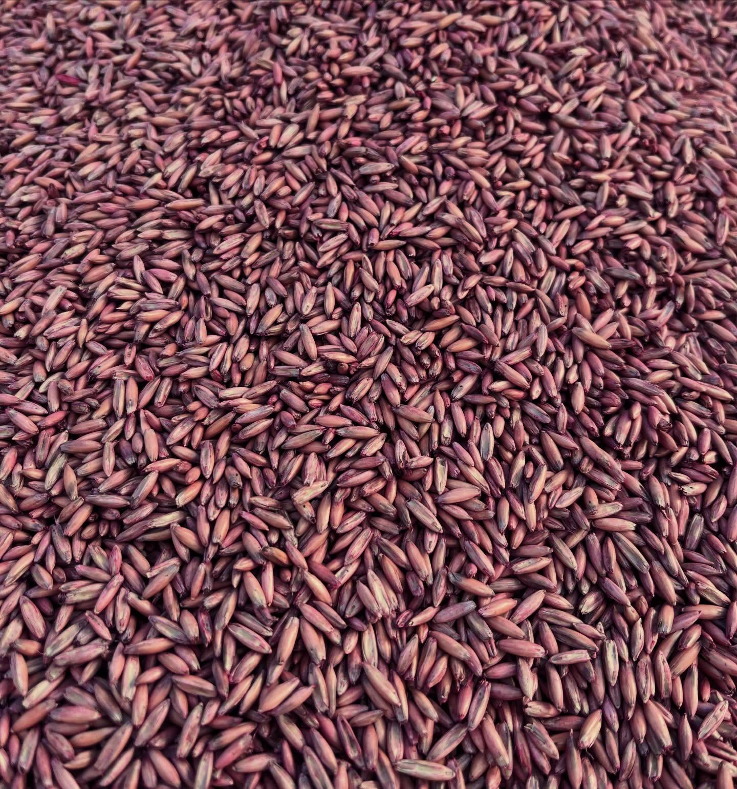 We planted oats for the first time this past weekend as a ground cover 🌱

The goal is to cut it for goat hay… but if it doesn’t quite get there, the goats will still be winning with some extra tasty straw this winter 🐐

#farmlife #foxfieldfarm #goatlife #sustainablefarming #covercrops