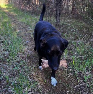 Leonard was very proud of himself on our trail walk after discovering what he considered the world’s tastiest bone hidden along the path. Safe to say the rest of the walk was spent carrying his “treasure” with maximum determination and zero intention of sharing. 🐾🦴