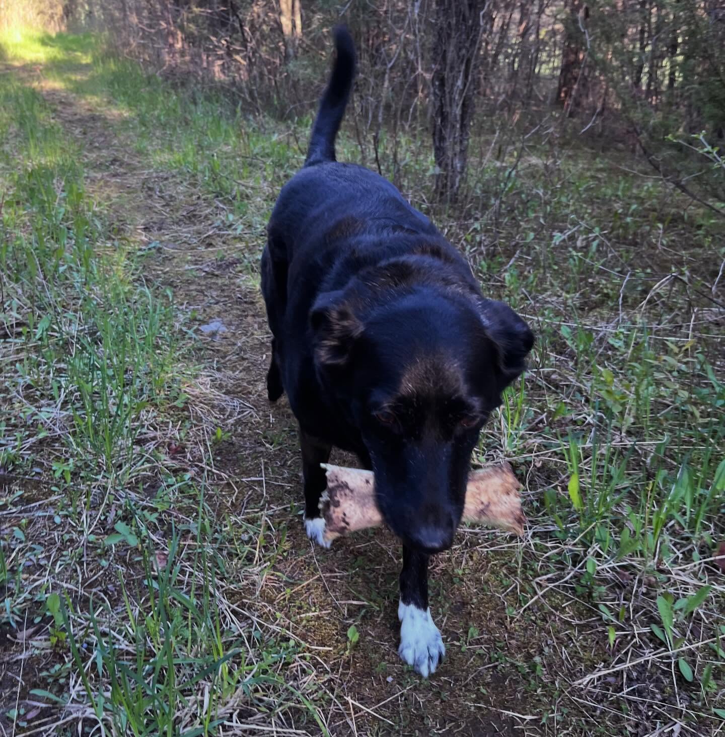 Leonard was very proud of himself on our trail walk after discovering what he considered the world’s tastiest bone hidden along the path. Safe to say the rest of the walk was spent carrying his “treasure” with maximum determination and zero intention of sharing. 🐾🦴
