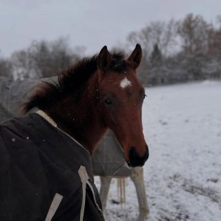❄️First snowfall for the babies this weekend. Winter always brings its own kind of wonder. ❄️