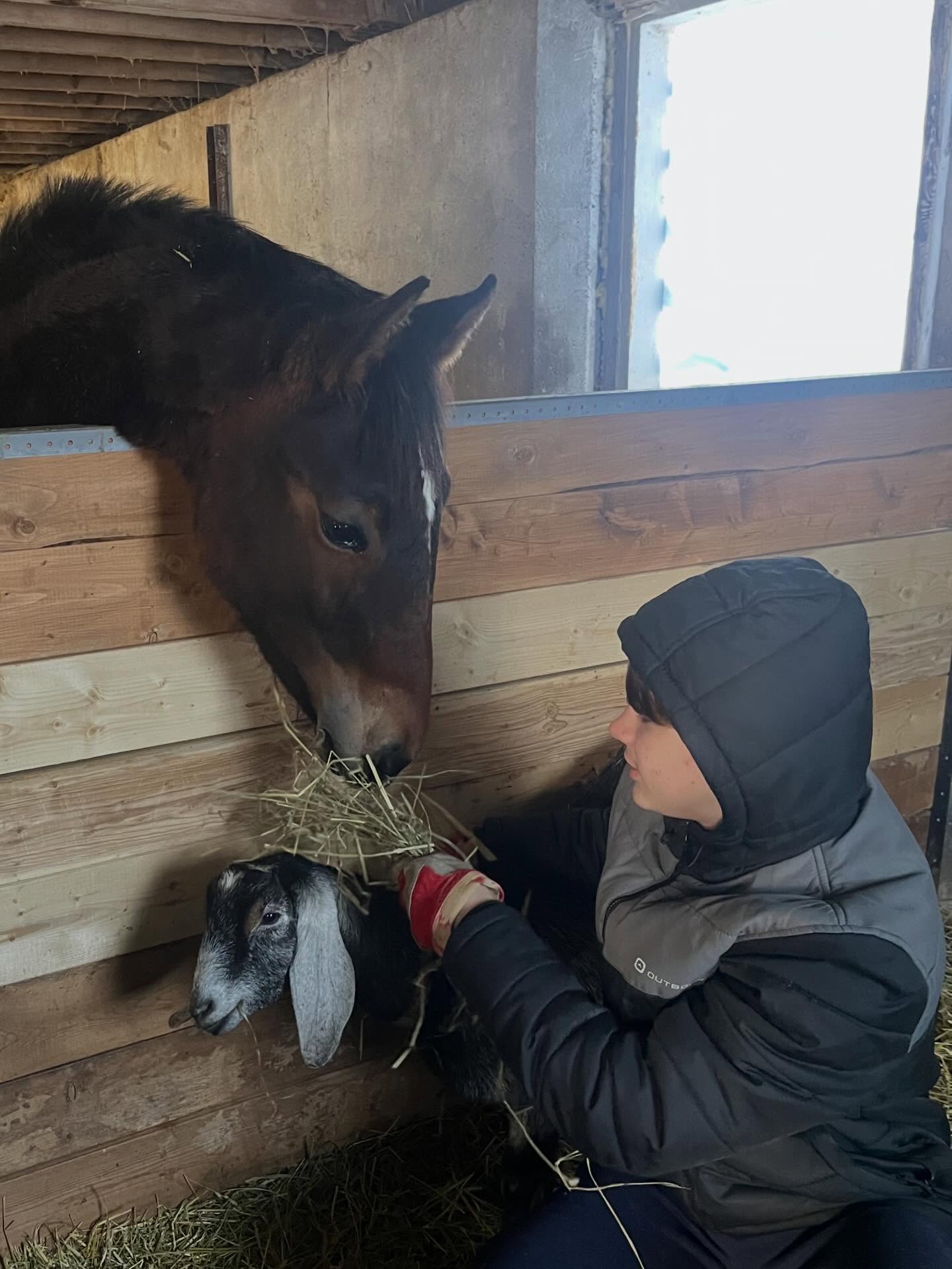 Goats? Phillip’s already on it 🐐✨

Our sweet new Nubian goat Delilah has arrived 💓Phillip was front and centre always ready to help with the goats. Oren is making sure he is involved too. Delilah took it all in calmly, like she’s always been part of the routine.

Thank you to @flying_pig_farm we love her already 💓💓💓
#GoatHelper #FarmLife #HorseAndGoat #WelcomeDelilah #FoxFieldFarm