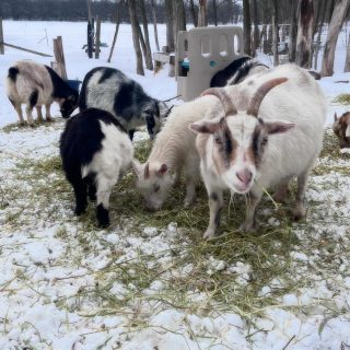 Snowy mornings call for the good stuff ❄️🐐

The goats are diving into second cut hay like it’s a five star breakfast. School buses are cancelled (again) but the upside? Extra chore hands and a slower start to the day.

Not the worst way to spend a morning. 💙

#WinterOnTheFarm #GoatLife #SnowDay #FoxFieldFarm