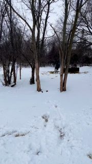 Oren is on the mend after being gelded, and his biggest prescription right now? Movement to help reduce that post-op swelling. Thankfully Freya has taken her job very seriously and is making sure he doesn’t stand still for too long.

Recovery isn’t glamorous… but it’s better with friends. 💛

#FarmLife #EquineCare #FoxFieldFarm