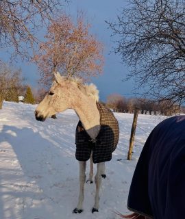 Athena making winter look easy ❄️

Cold day, and our farm matriarch is out here glowing like she ordered this weather herself. ✨

Still lovely. Still in charge. Always Athena. 💙

#FoxFieldFarm #WinterMare #HorseLife #MarePower
