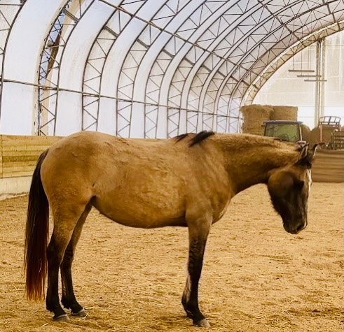 Lily will be 3 this year, and she’s starting to spend a little time in the arena on her own, learning voice commands and the basics of free lunging.

She may look a bit scruffy after living out all winter, but underneath that fuzzy coat is a young horse that’s really starting to come into herself.

I have a feeling she’s about to blossom. 🌸