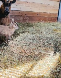 Cinnamon’s little doelings are growing fast and will be ready for their new homes at the end of May 🐐💛

For now, we’re soaking up every bit of their playful energy. It’s hard not to fall a little in love with each one.

If you’ve been thinking about adding goats to your herd, these girls are going to be something special ✨

#goatkids #nigeriandwarfgoats #babygoats #farmlife #ontariofarm