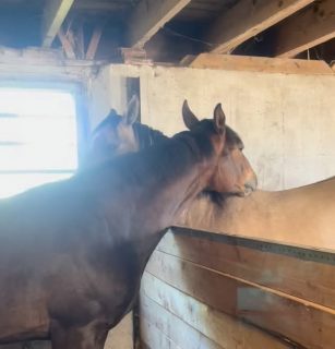 Oren and Lily are the cutest siblings 💗 It was love at first sight for them and every time they have a chance to visit they immediately begin grooming each other.  #foxfieldfarm #dejadorstallion #younghorses