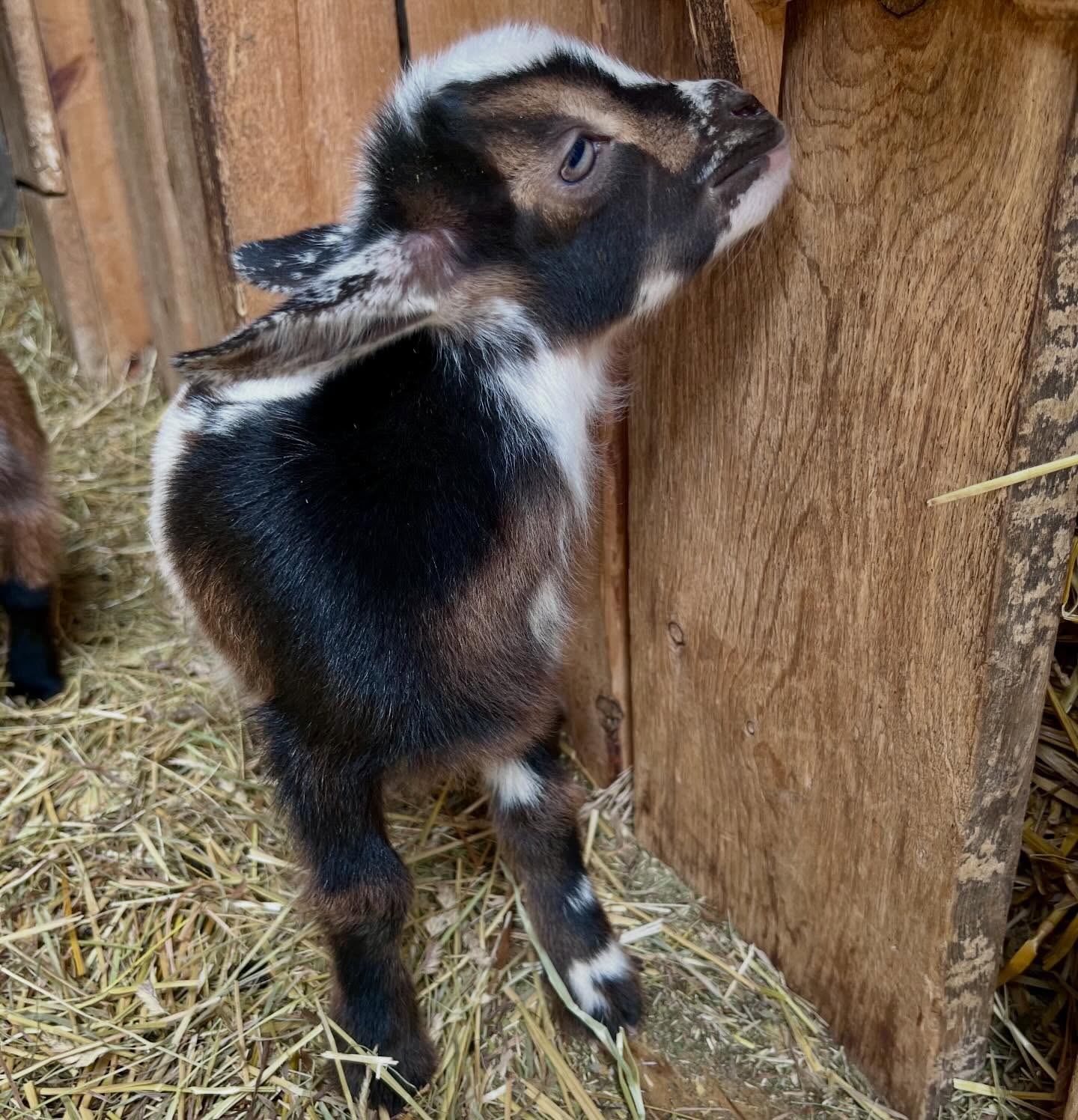 We needed more goats right? 🤣🤣 our next herd sire will be coming home in 8 more weeks and we love him to bits already 😍

I will be listing several does over the next few weeks to make room 🐐

#foxfieldfarm #goatsforsale #goatsofinstagram