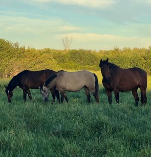 Oren, Lily and Kit enjoying a beautiful evening in the big field 💚
