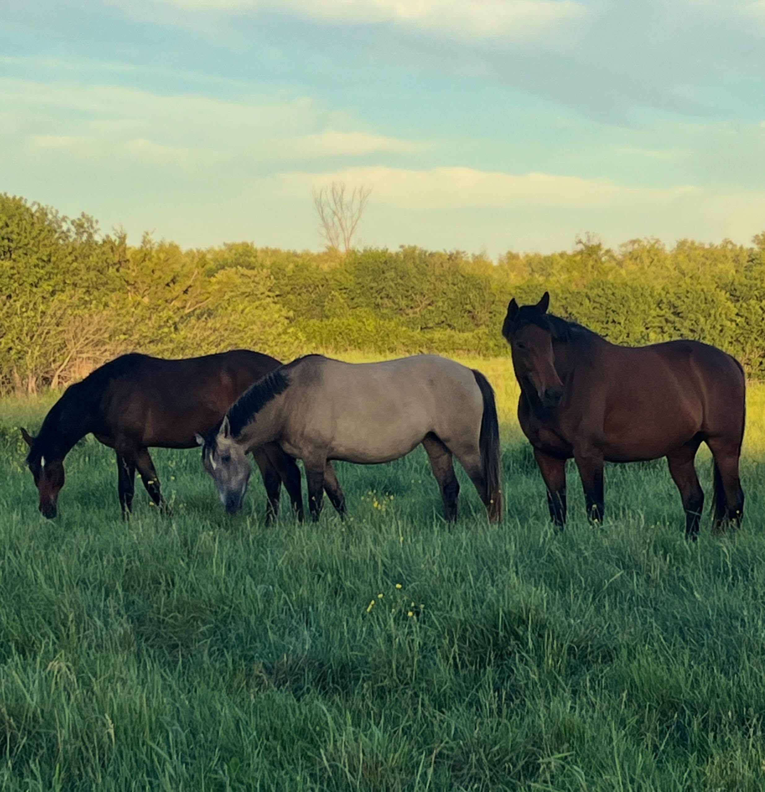 Oren, Lily and Kit enjoying a beautiful evening in the big field 💚