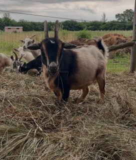 7 Nigerian dwarf does are available.  Ready for pickup after July 22.  Dewormed, hooves freshly trimmed.
