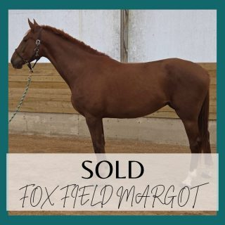 We are over the moon for Margot and her wonderful new owner, but there will absolutely be tears when that trailer pulls away. ❤️

This mare has grown up with us, impressed us, and wrapped herself around our hearts. She is truly one of the special ones, and she’ll be taking a piece of my heart with her as she starts this exciting new chapter.

Congratulations to her new partner! We can’t wait to cheer you both on. Enjoy her, love her, and know she has been deeply cherished here. 🤍

Safe travels Margot, go shine. ✨

Thank you @buxtonequestrian for making this connection Margot will be right where she needs to be 💓