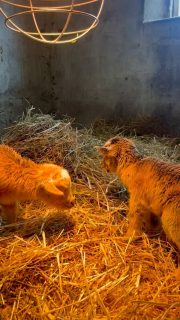 First day of spring… in freezing rain ❄️🌨️

Cinnamon welcomed twin doelings into the world like a pro. Tough little girls right from the start 🐐

Welcome to the world, babies 💕🌱

#FoxFieldFarm #BabyGoats #FarmLife #SpringOnTheFarm