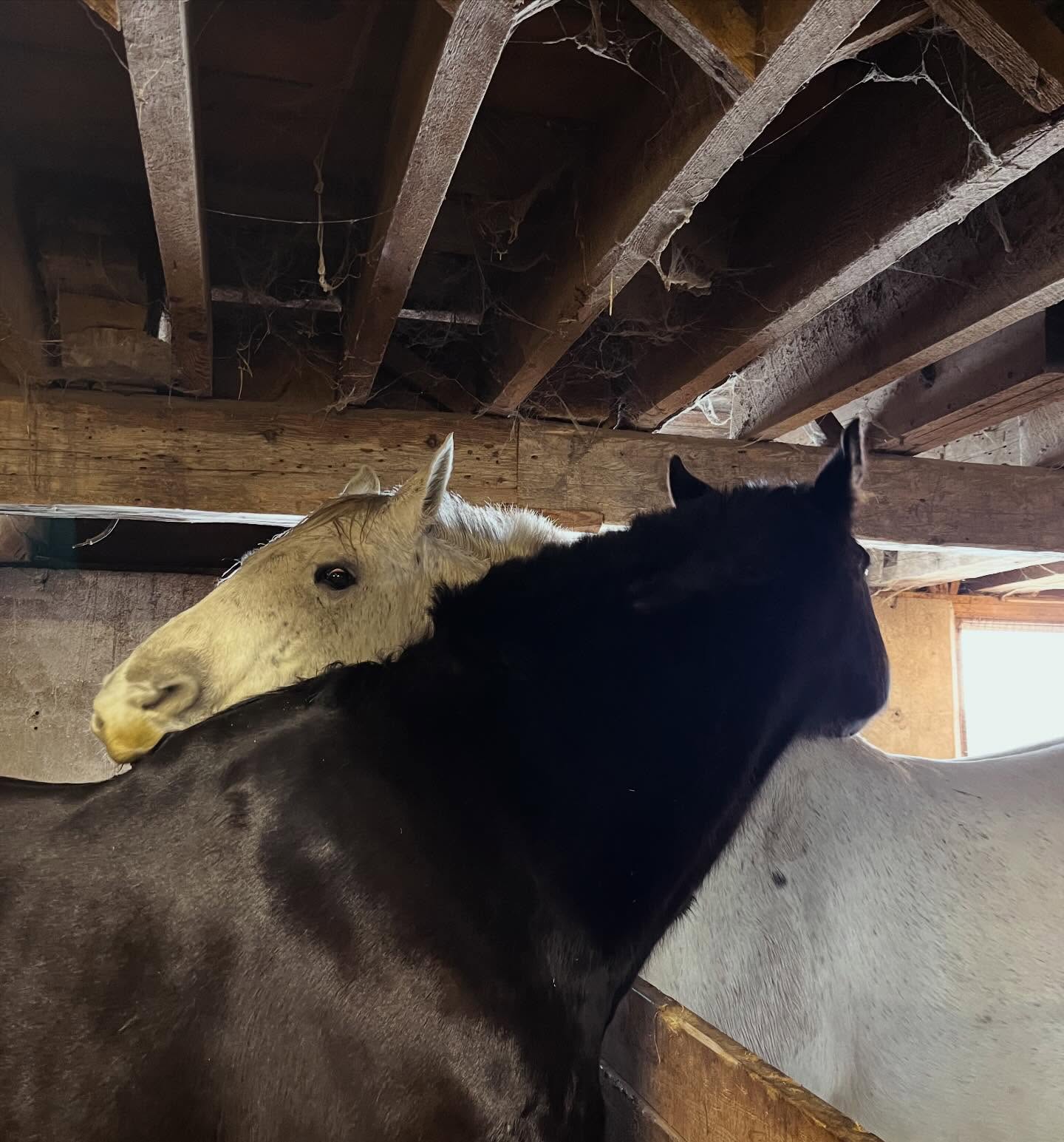 Doug and Ritchie each got lunged for 10 min. 20 min apart and they need to reconnect to get over the trauma. 🦙🦙#dramalama
